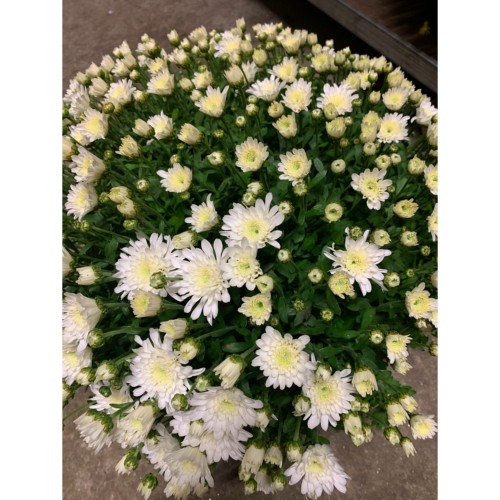 Chrysanthème 