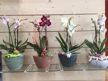 Orchidée  Collection