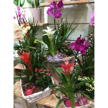 Jardin de plantes - 1 orchidée
