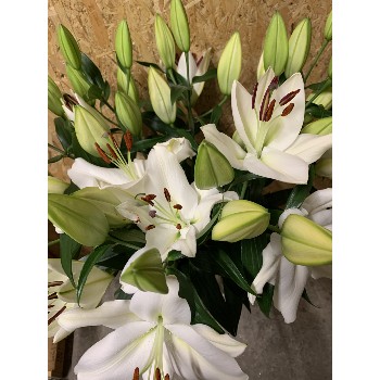 Bouquet de Lys