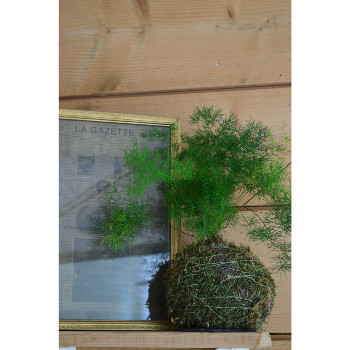 Kokedama