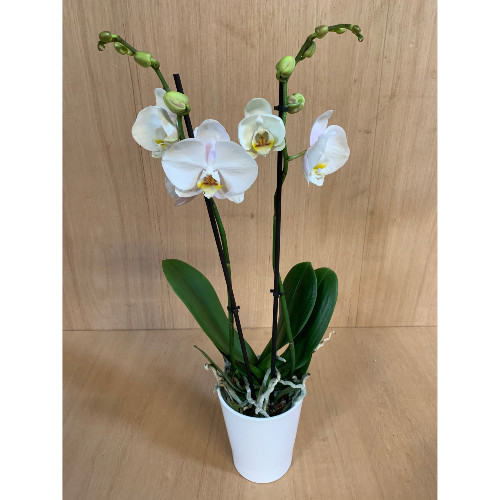 Orchidée blanche Sélection